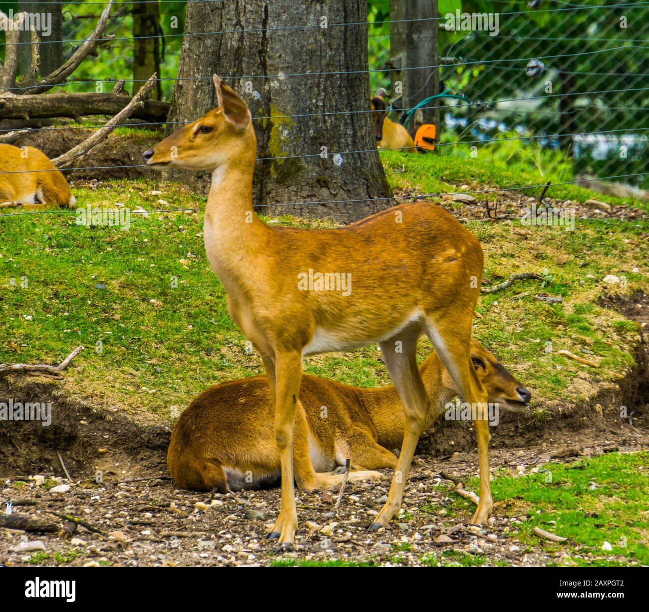 eld's female deer in closeup, tropical endangered animal specie from