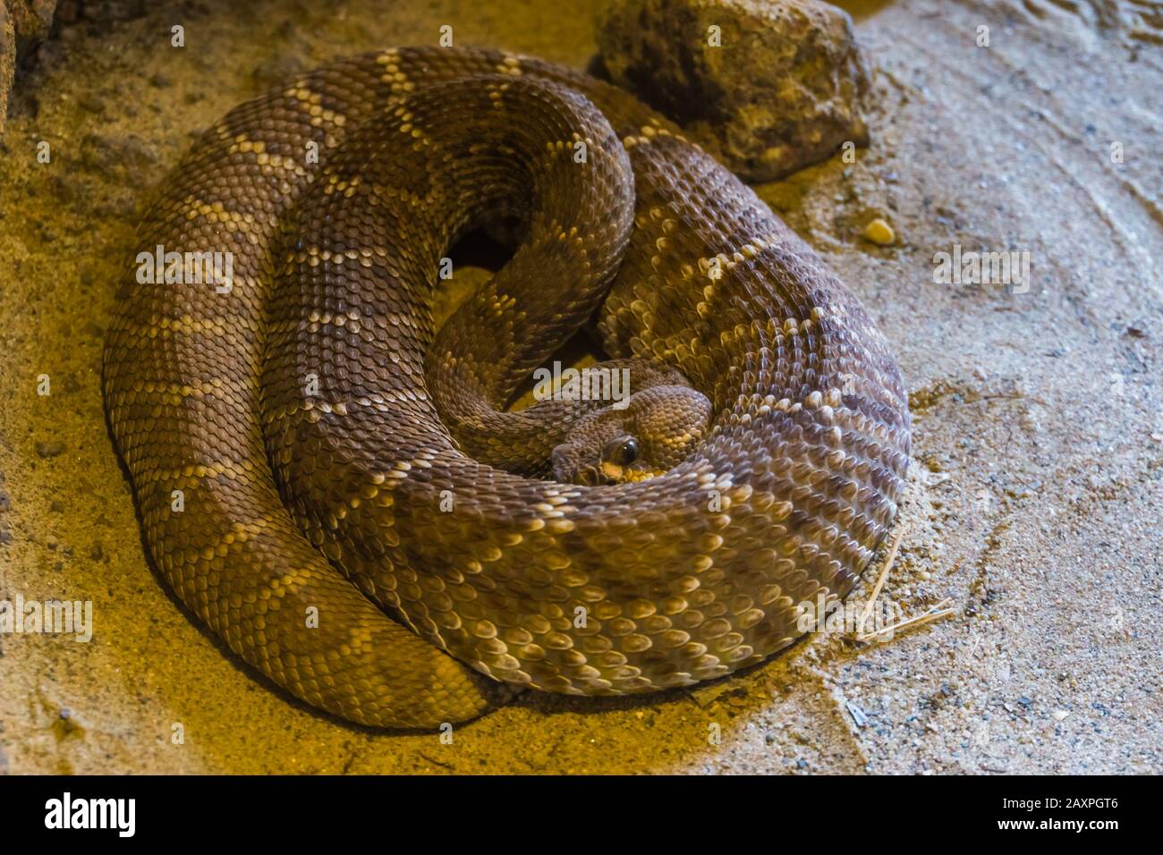 Red Rip Redal Snake Red diamond rattlesnake hi-res stock photography and images - Alamy