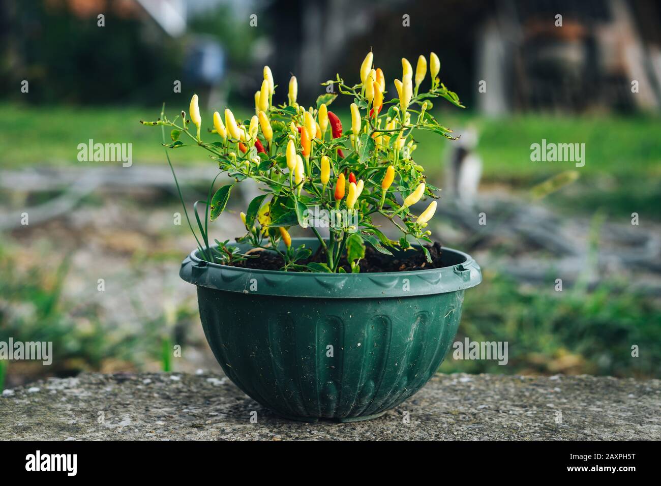 Small hot peppers in a plant pot Stock Photo