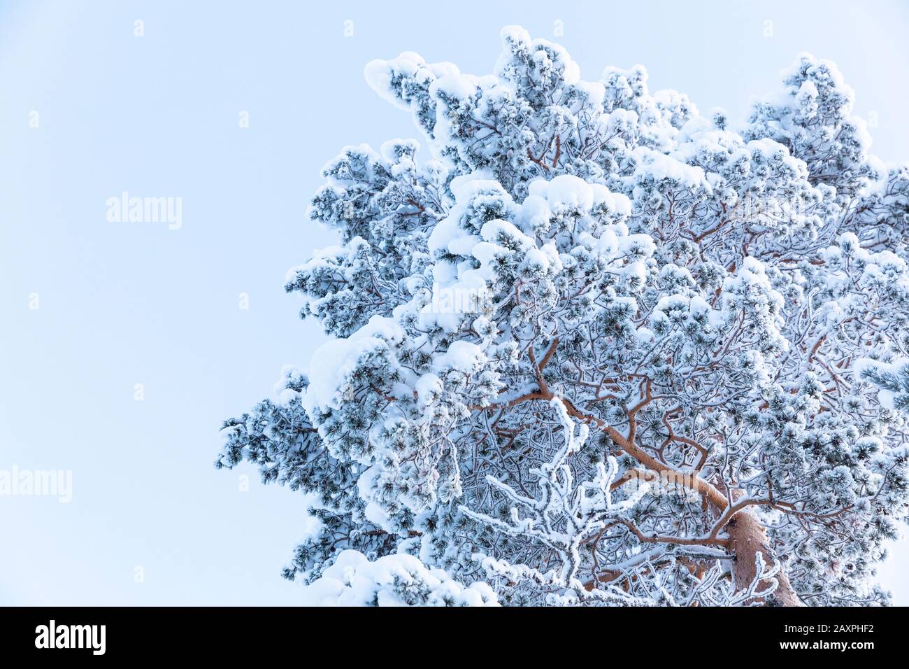 Pine, Finland, Lapland, winter Stock Photo