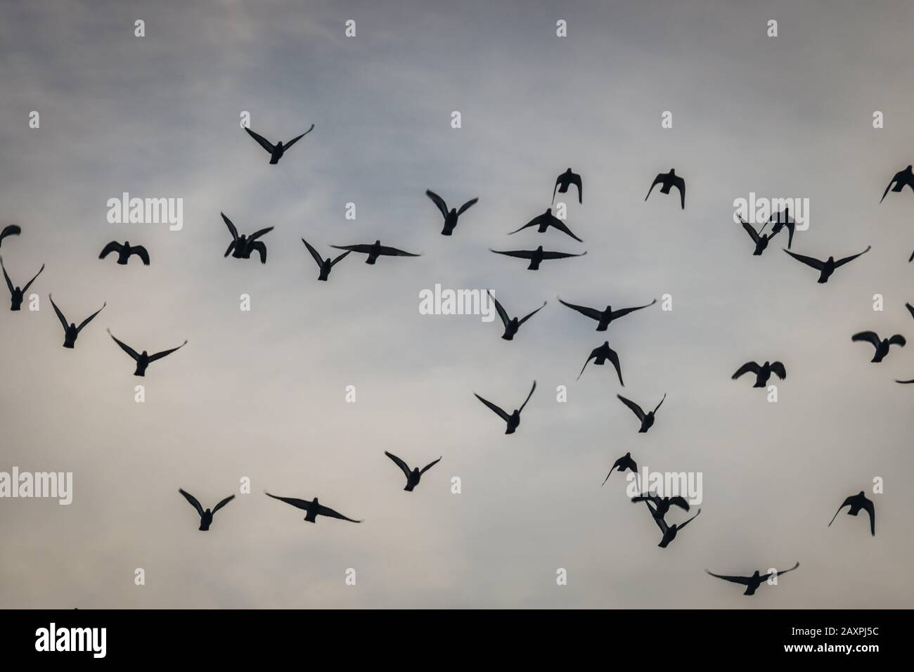 Birds migration on moody sky Stock Photo