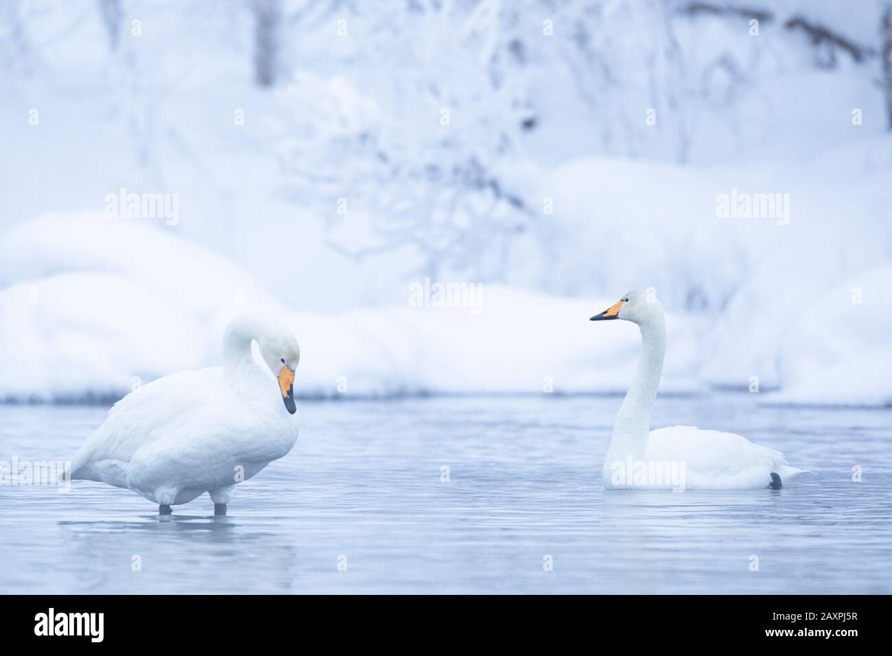 Whooper swan, Cygnus cygnus, winter, Finland, Lapland, two Stock Photo