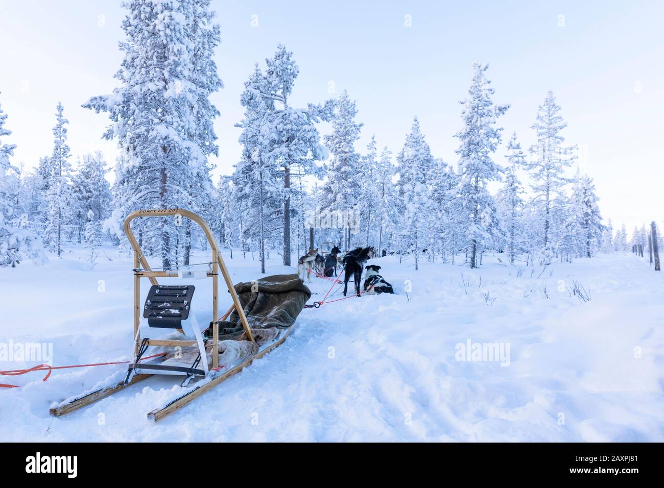 Finland, Lapland, winter, Enontekiö, dogsled Stock Photo