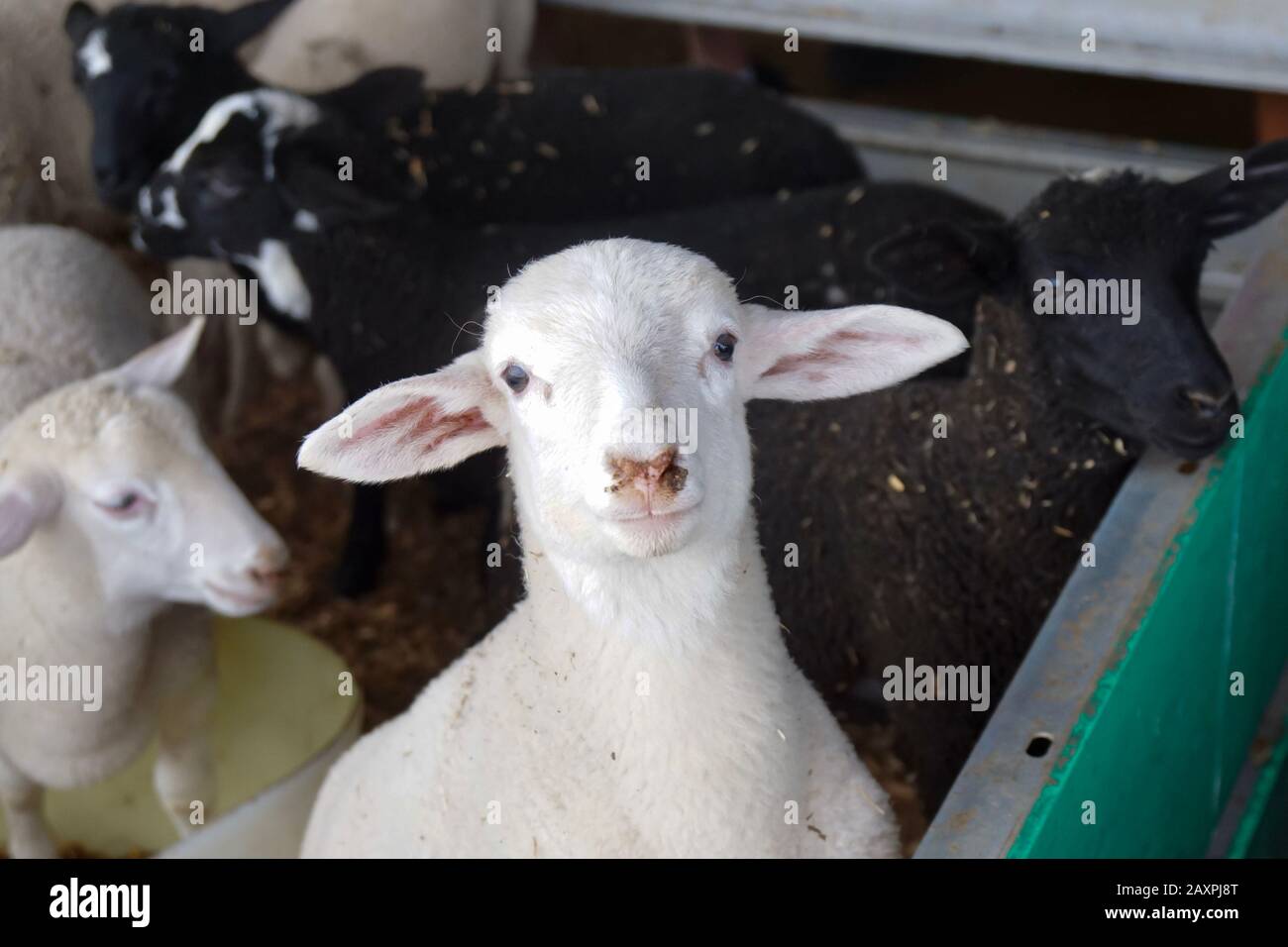 A sheep look at the camera with a funny expression. Stock Photo
