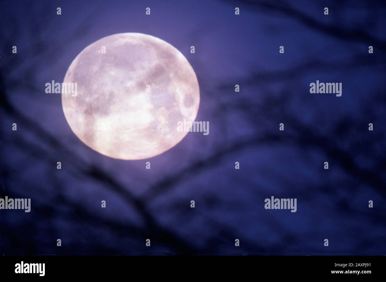 Spooky full moon through tree branches Stock Photo
