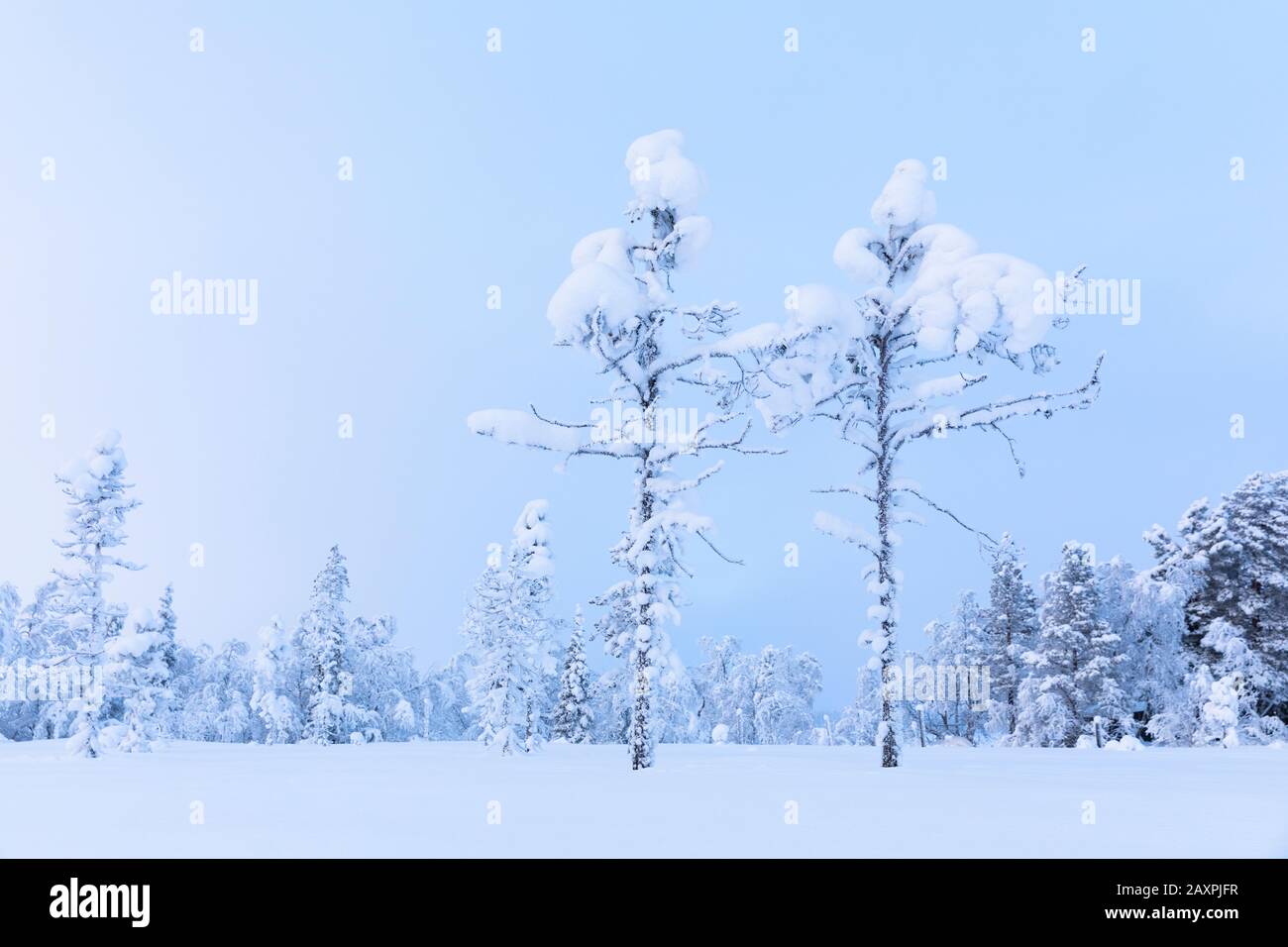 Finland, Lapland, winter, two pines, snow Stock Photo