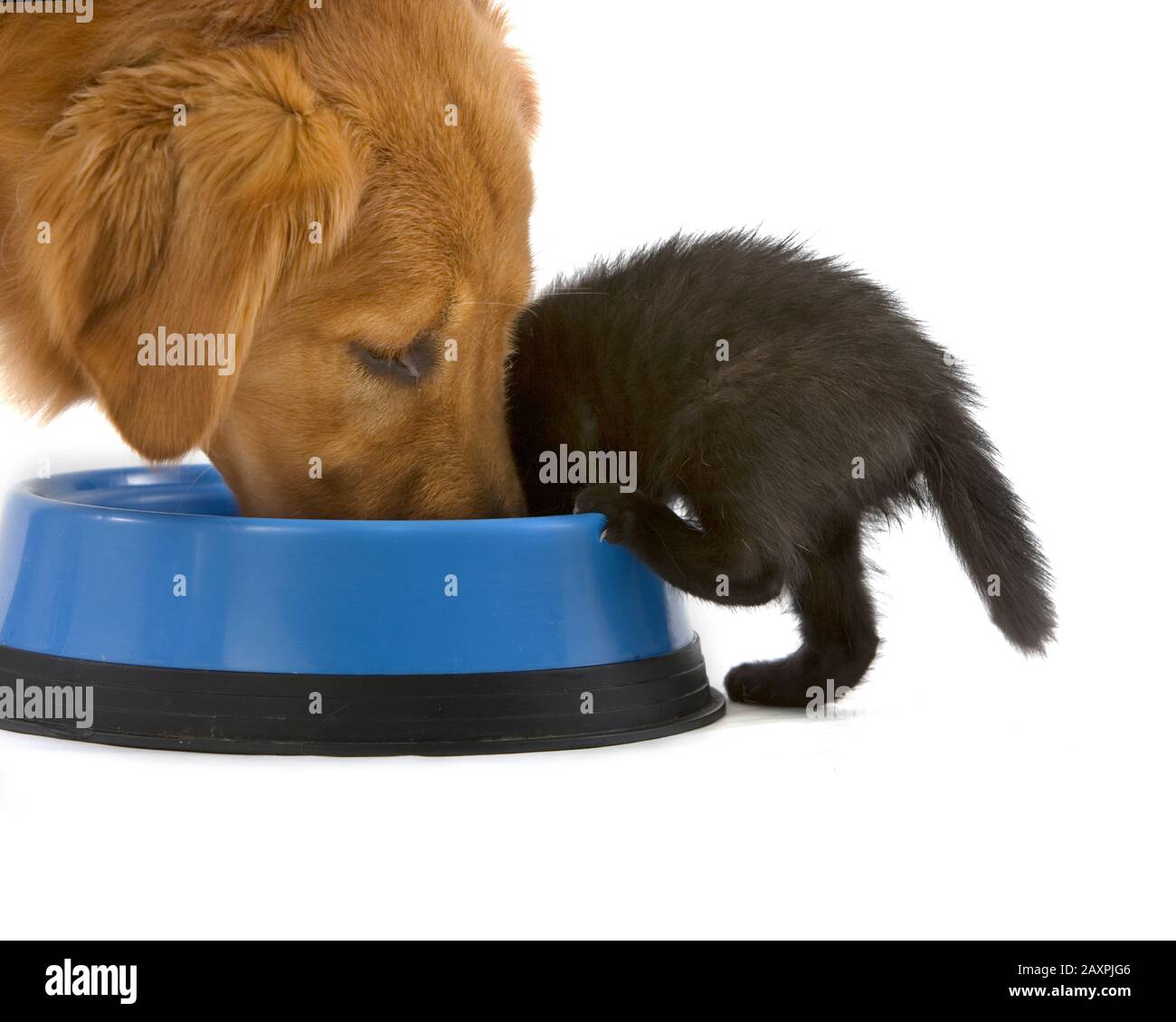 Kitten and Golden Retriever dog share a bowl of food on a white background Stock Photo
