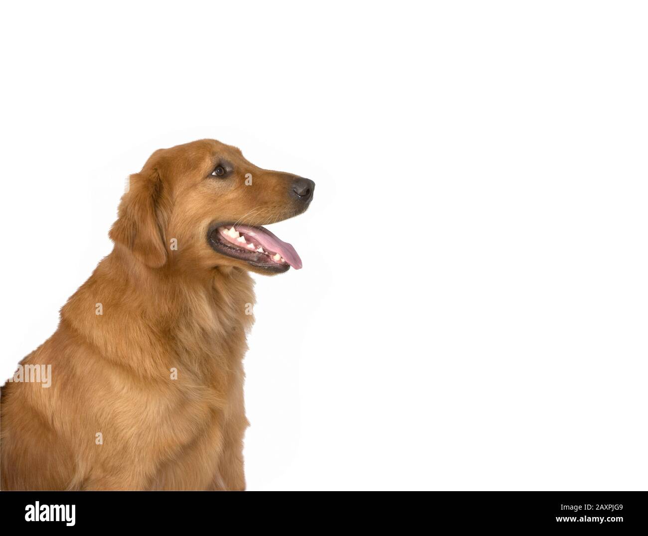A happy and healthy portrait of a Golden Retriever on a white background Stock Photo