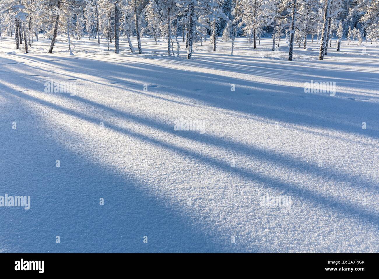 Finland, Lapland, winter, trees, shadows Stock Photo