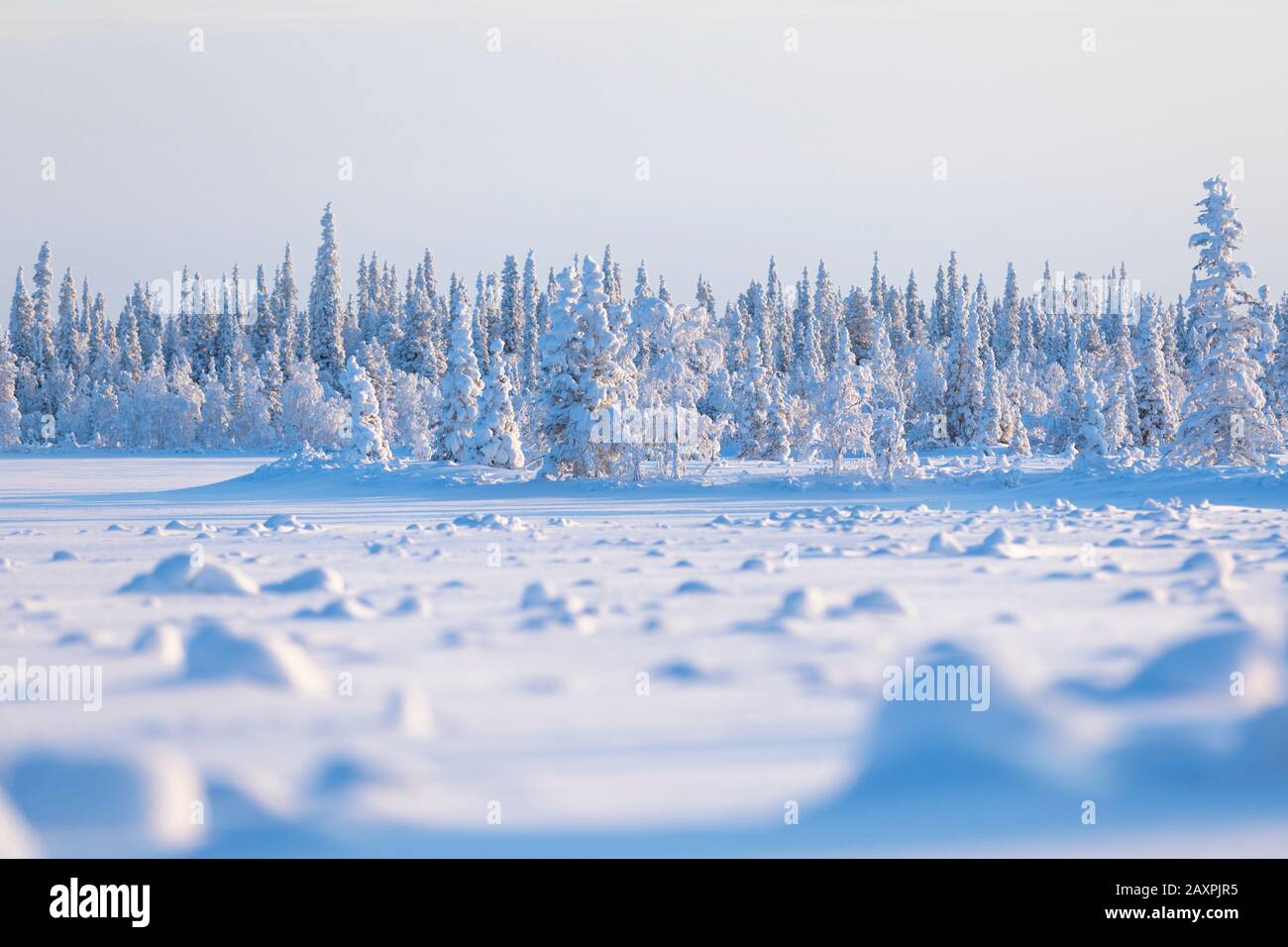 Finland, Lapland, winter, landscape, forest Stock Photo
