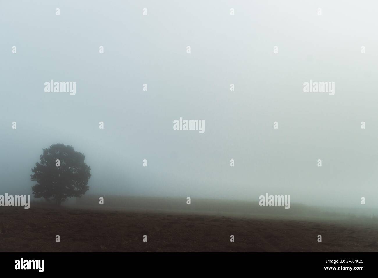 Lonely tree in dense fog Stock Photo - Alamy