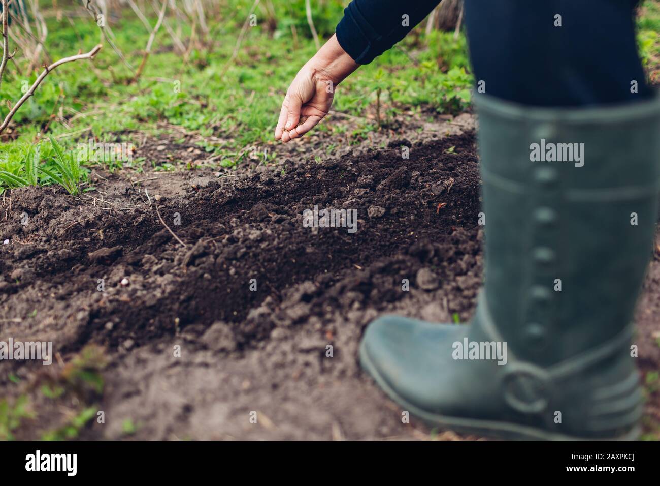 Farmer planting a seed in soil. Senior woman sowing parsley in spring