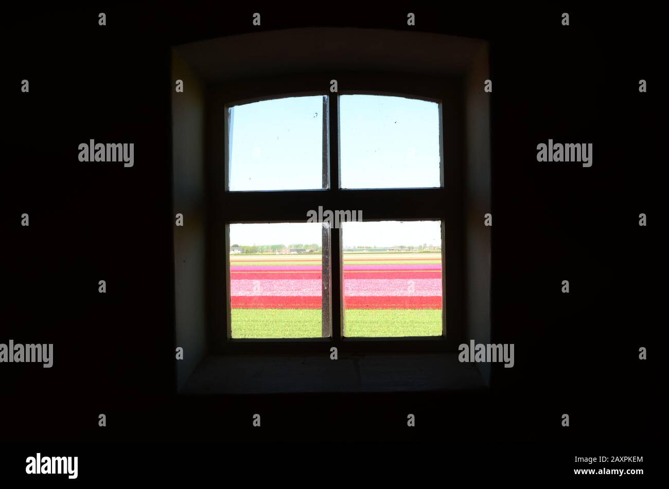 Beautiful flower field through silhouette window Stock Photo - Alamy
