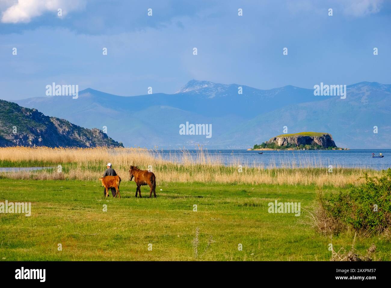 Man with donkey and calf, Great Prespa Lake with Maligrad Island, Prespa National Park, near Korça, Albania Stock Photo