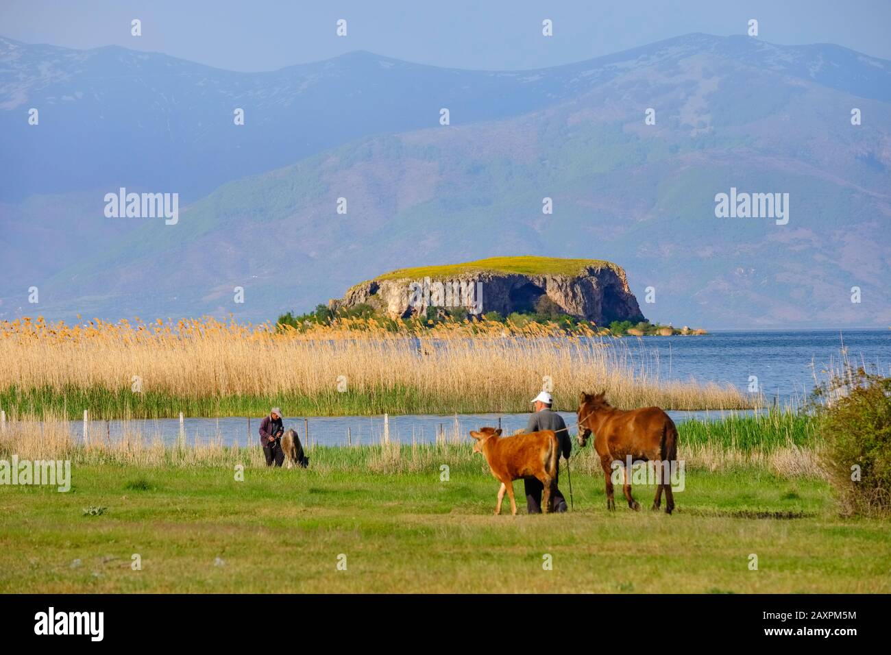Man with donkey and calf, Great Prespa Lake with Maligrad Island, Prespa National Park, near Korça, Albania Stock Photo
