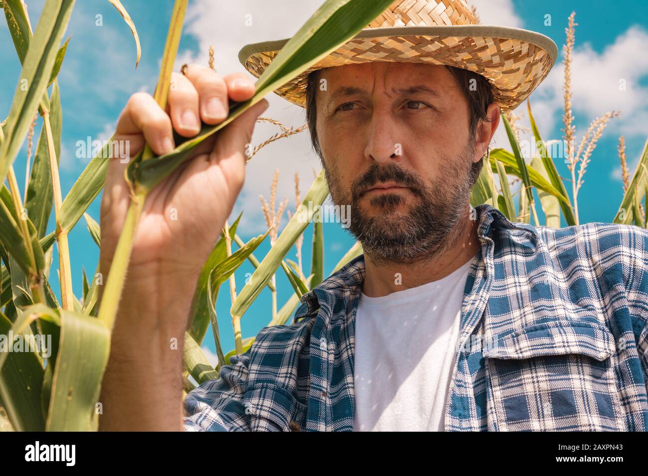 Farmer examining corn maize plants in field. Handsome adult agronomist is inspecting development of crops on cultivated plantation. Stock Photo