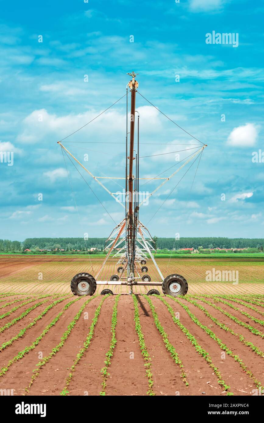 Pivot irrigation system in cultivated soybean and corn field, agricultural equipment for watering crops Stock Photo