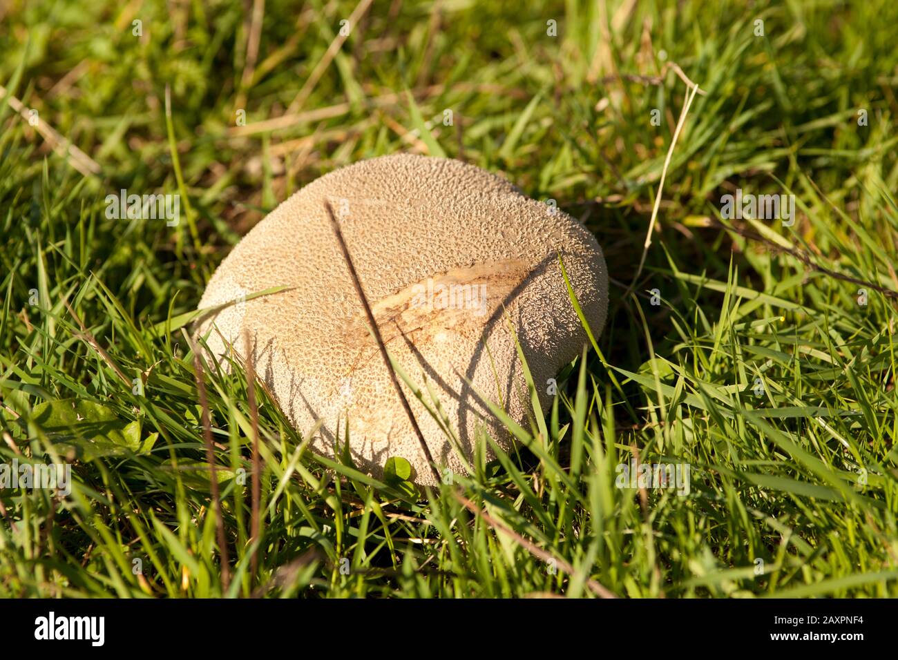 huge bovist mushroom in meadow Stock Photo