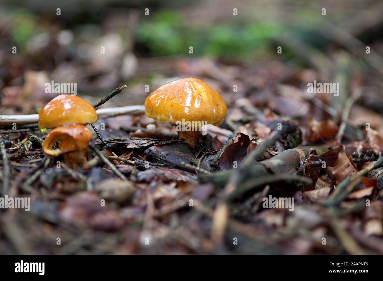 Greville's bolete,Suillus grevillei a larch bolete mushroom in forest Stock Photo