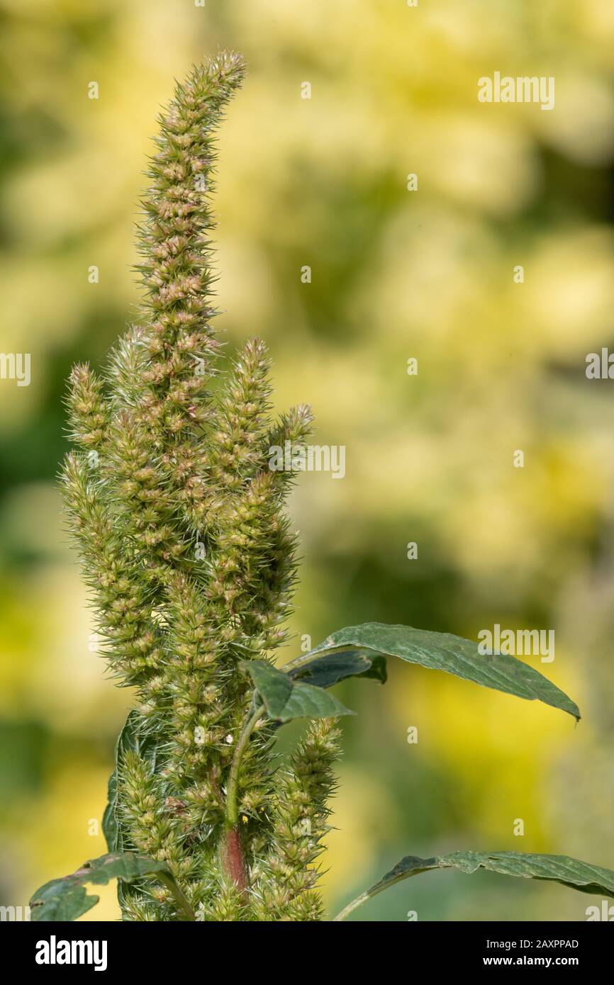 Millet close up hi-res stock photography and images - Alamy