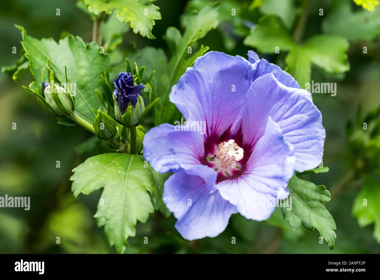 Hibiscus Shrub High Resolution Stock Photography and Images - Alamy