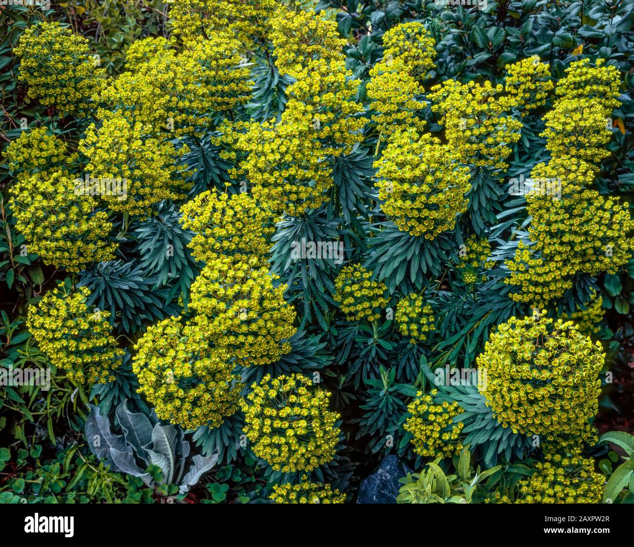 Euphorbia, Euphorbia amygdaloides, Fern Canyon Gardens, Mill Valley, California Stock Photo