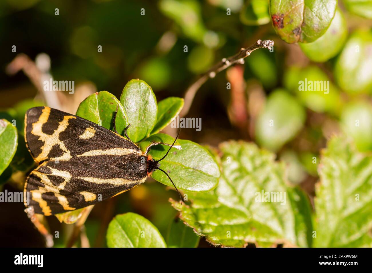 A muslin moth (Arctia plantaginis) on leaves Stock Photo