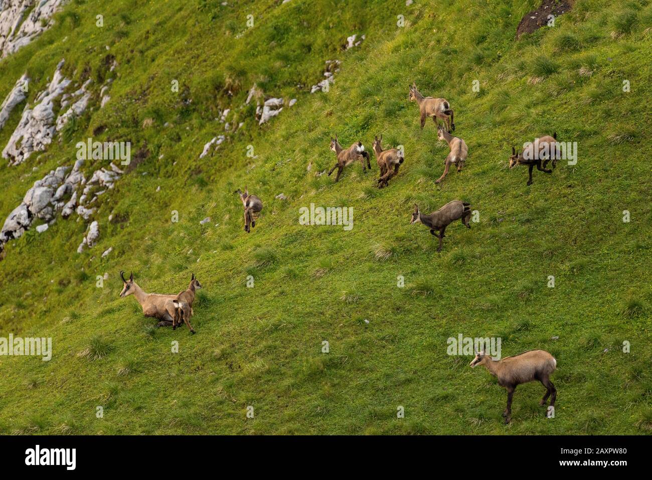 Young chamois roughing on a green mountain meadow on the slope of the Karwendel Stock Photo