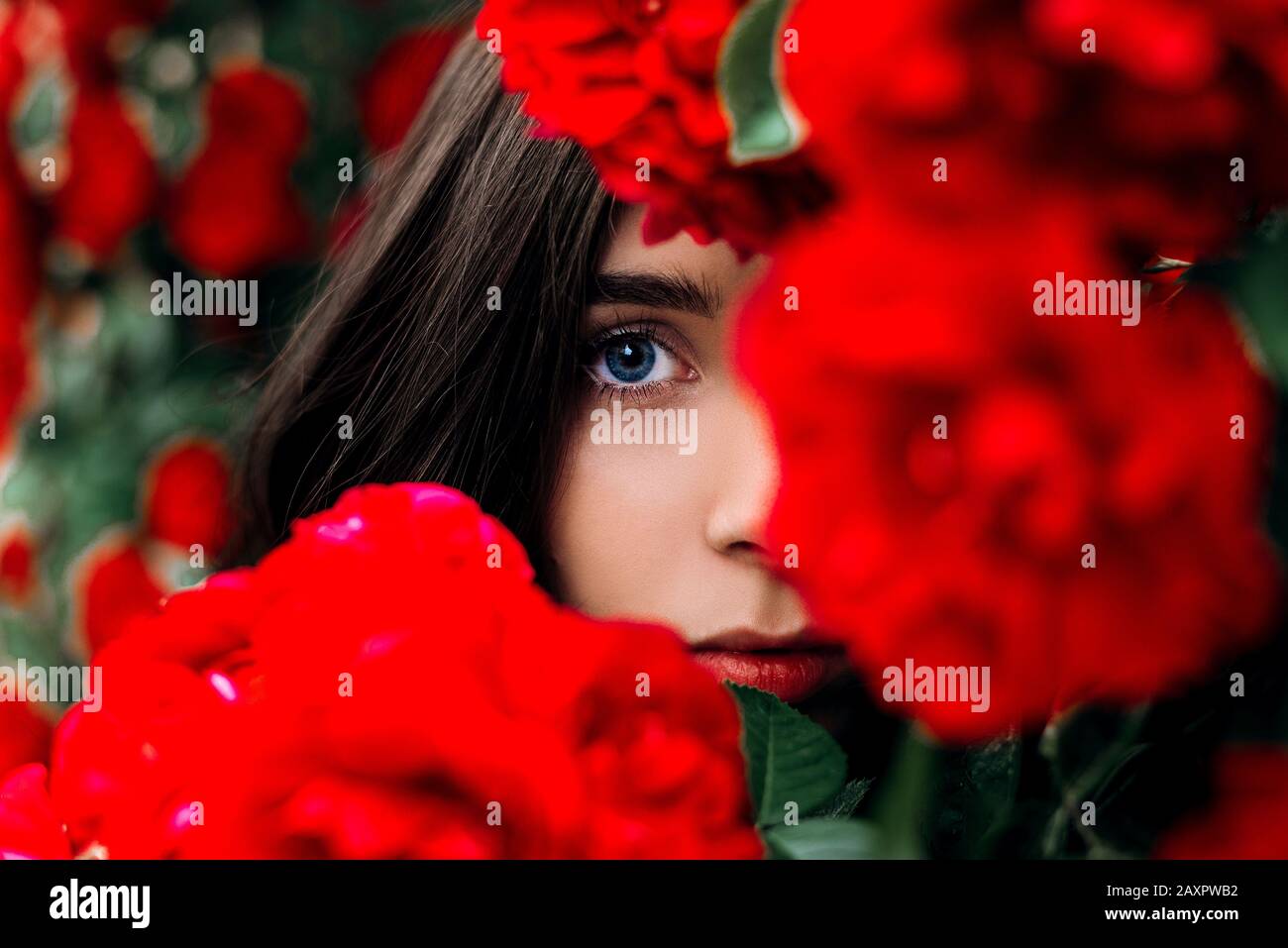 Portrait of a beautiful girl among the bush of the red rose Stock Photo ...
