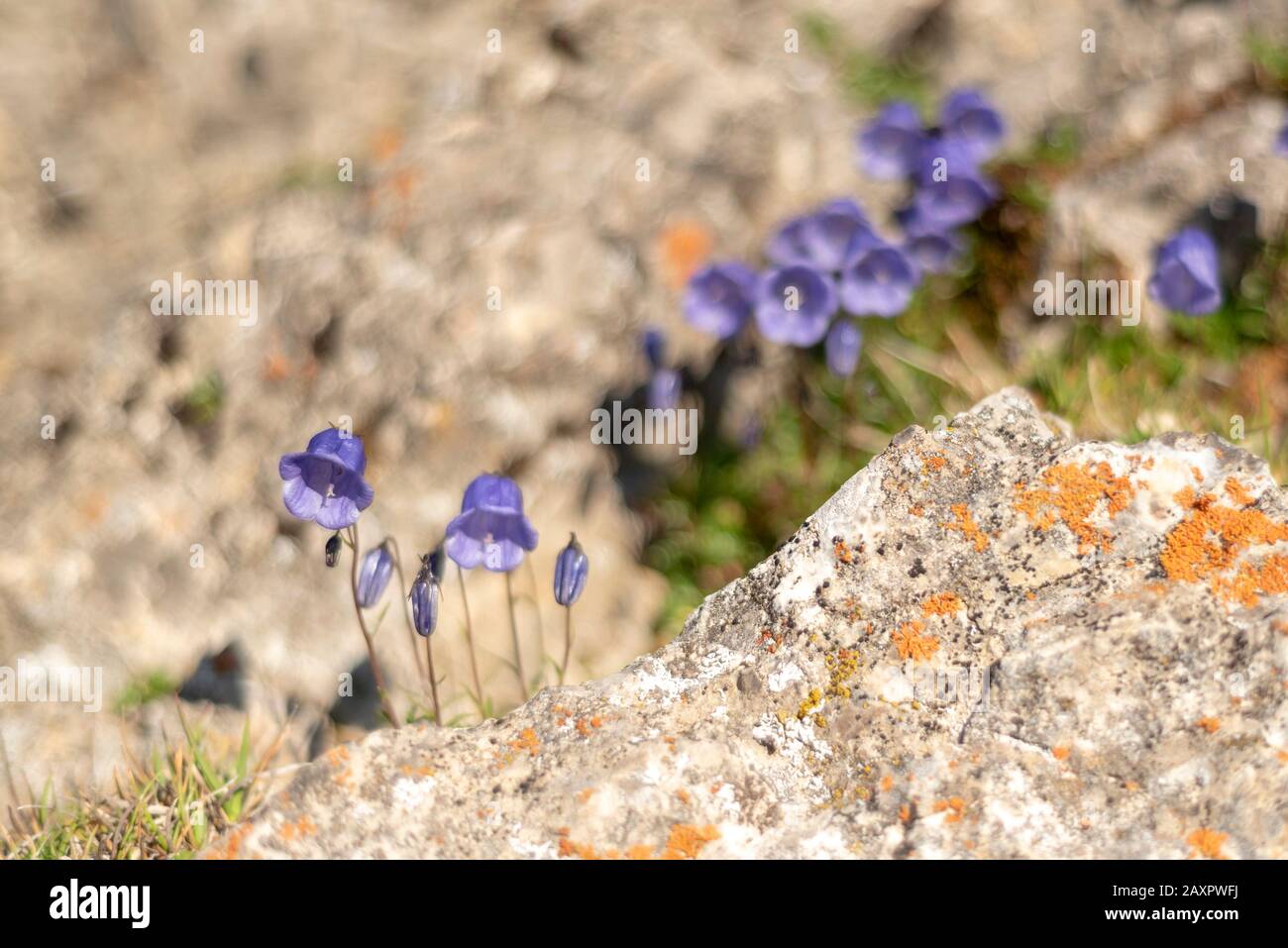 blossoms of the bluebell bellflower at an altitude of over 2300 m in Karwendel mountains on the rock. Stock Photo