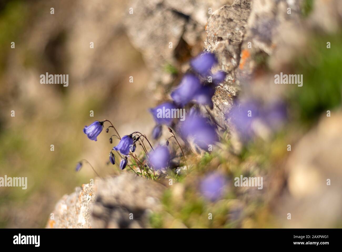 blossoms of the bluebell bellflower at an altitude of over 2300 m in Karwendel mountains on the rock. Stock Photo
