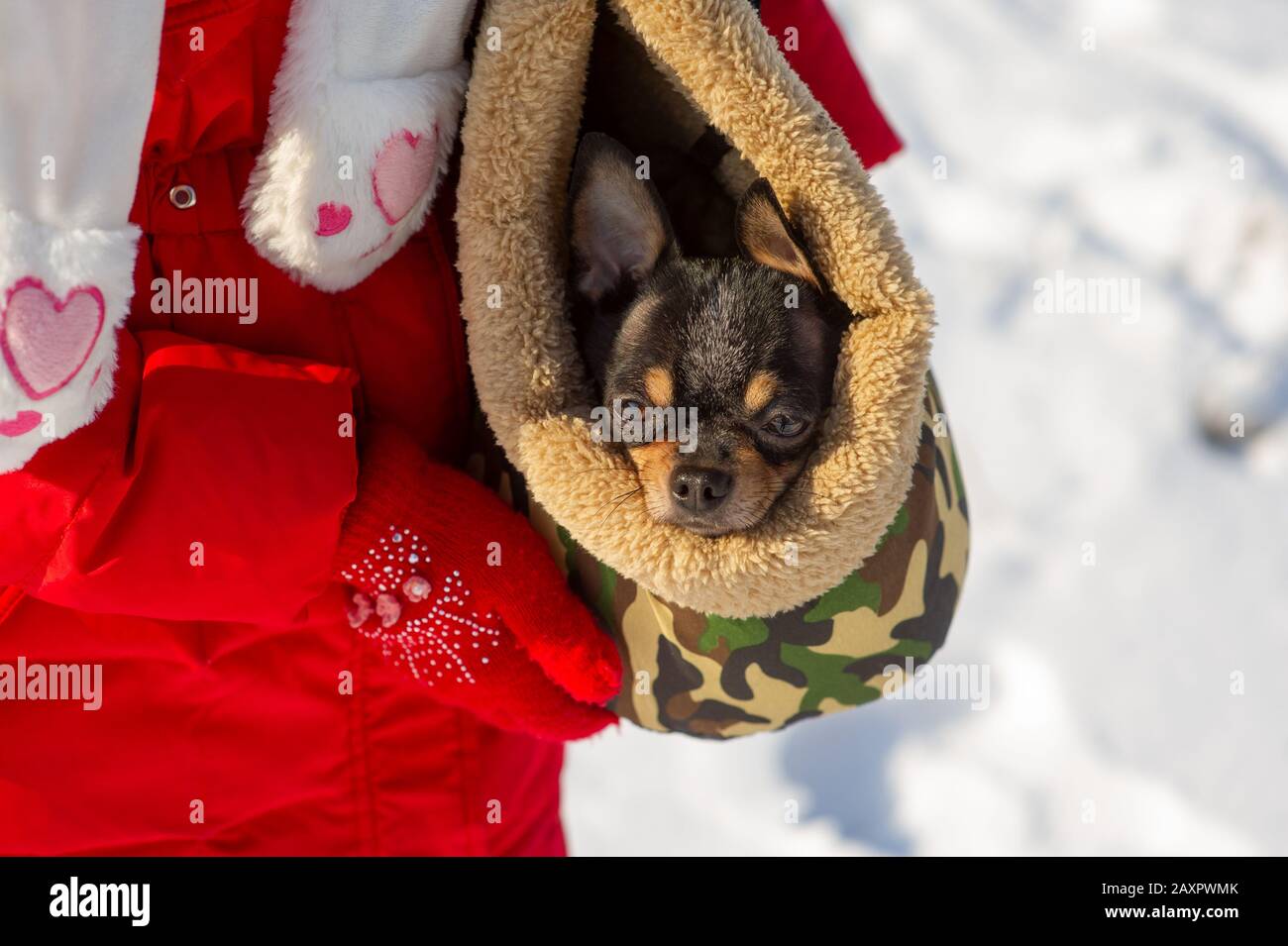 A woman carrying a Chihuahua Dog - Chiwawa in a raffia shopping bag Stock  Photo - Alamy