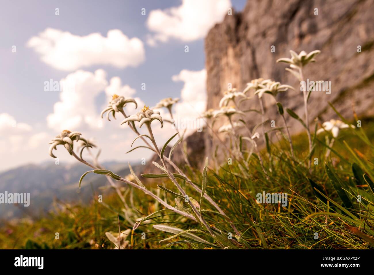 Alpine Edelweiss (Leontopodium nivale) in the Karwendel with blue sky and mountain in the background Stock Photo