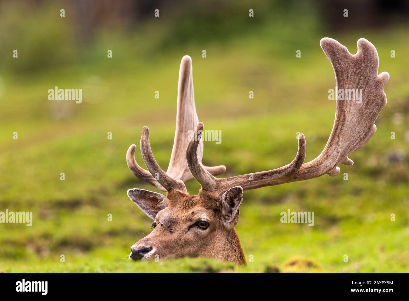 A fallow deer with antlers in portrait Stock Photo - Alamy