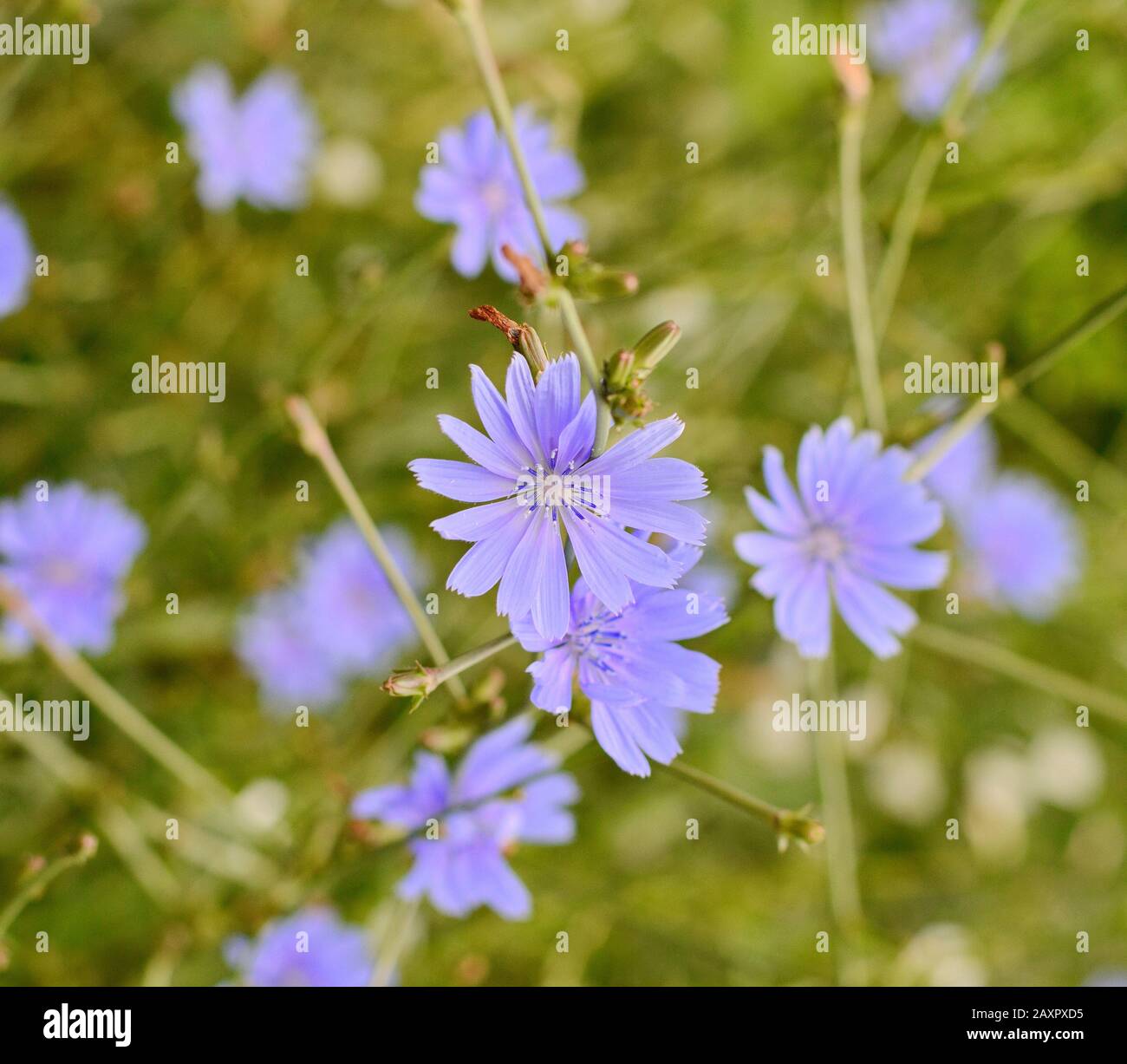 Chicory ordinary (lat. Chicory common) Blue common chicory flower Latin ...