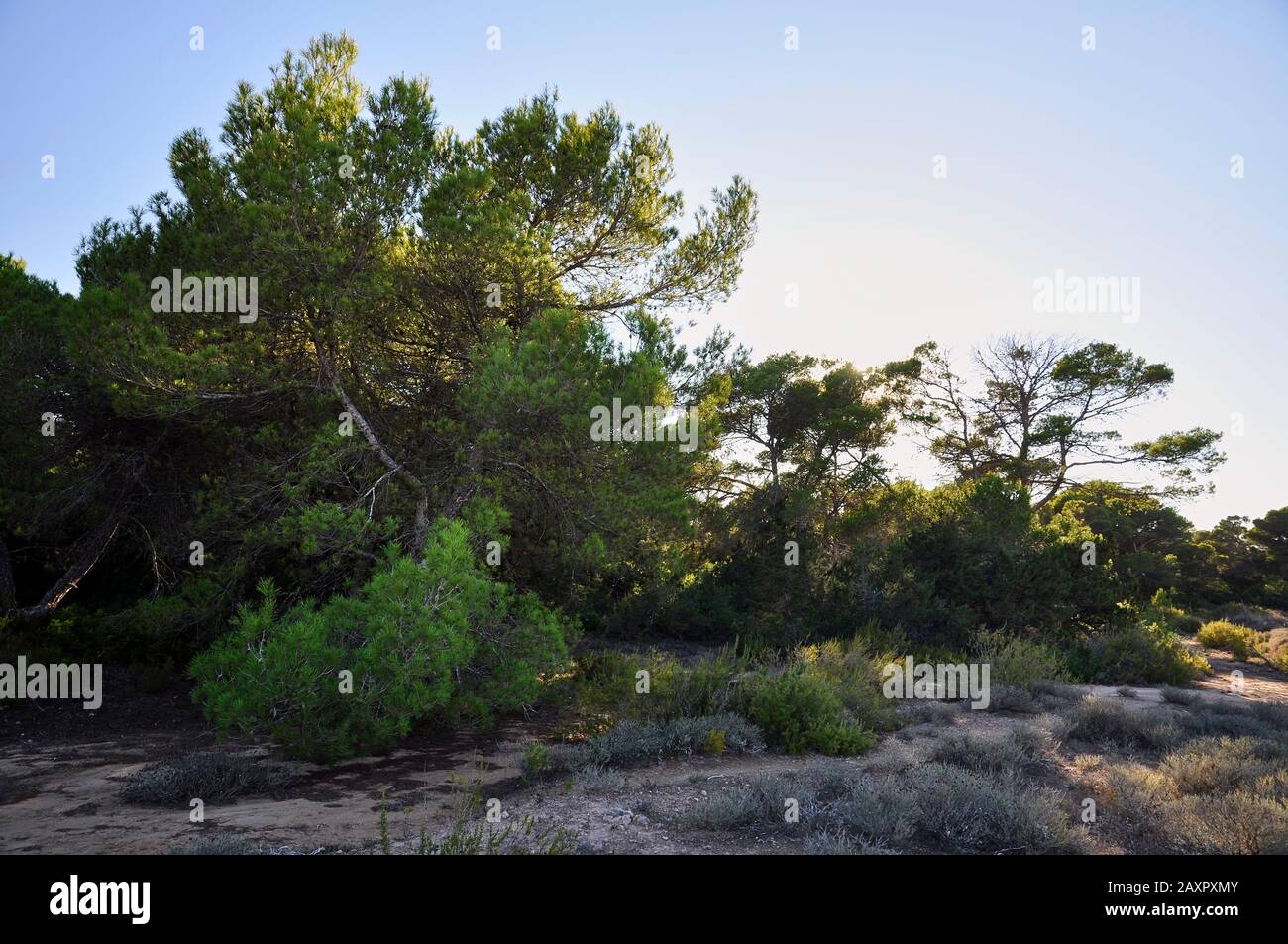 Aleppo pine (Pinus halepensis) in a typical Mediterranean landscape in Formentera countryside at sundown (Pityusic Islands, Balearic Islands, Spain) Stock Photo