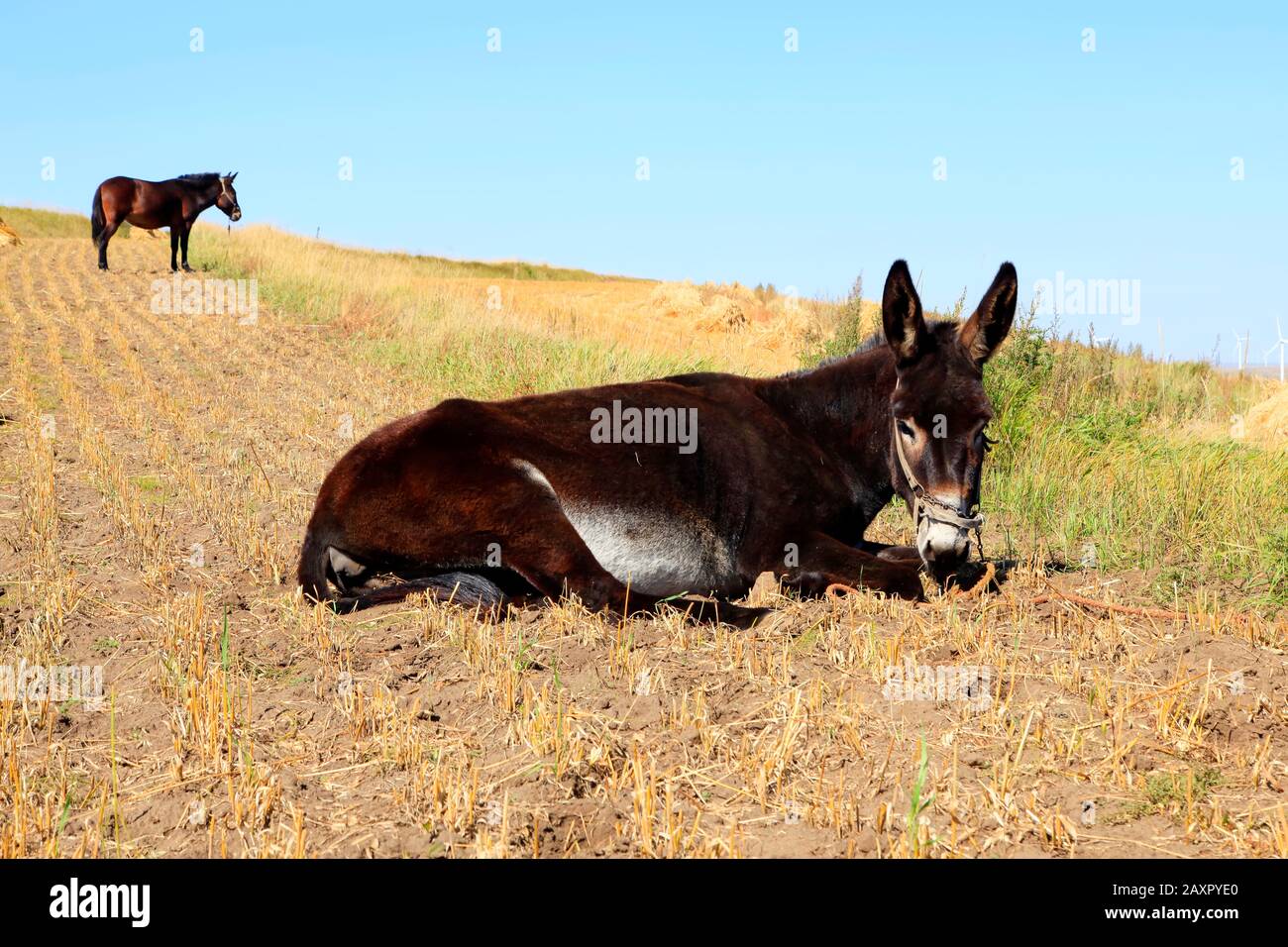 Autumn, a donkey was eating grass Stock Photo - Alamy