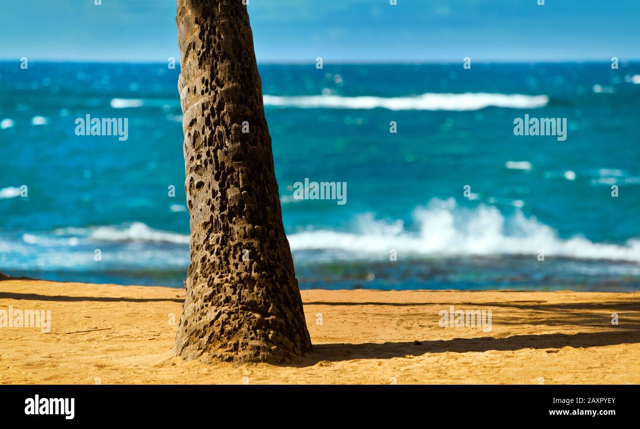 Trunk of a palm tree on an empty tropical beach. Stock Photo