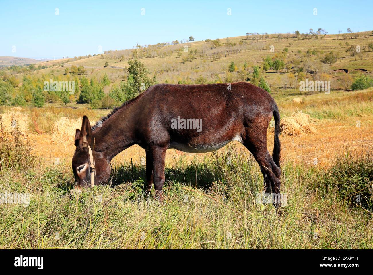 Autumn, a donkey was eating grass Stock Photo - Alamy