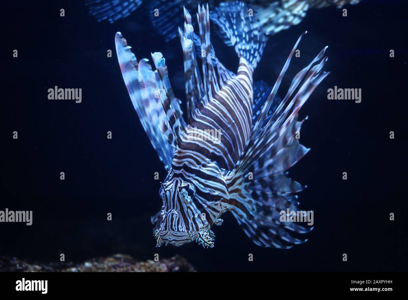 Scorpion Fish in the Aquarium Stock Photo