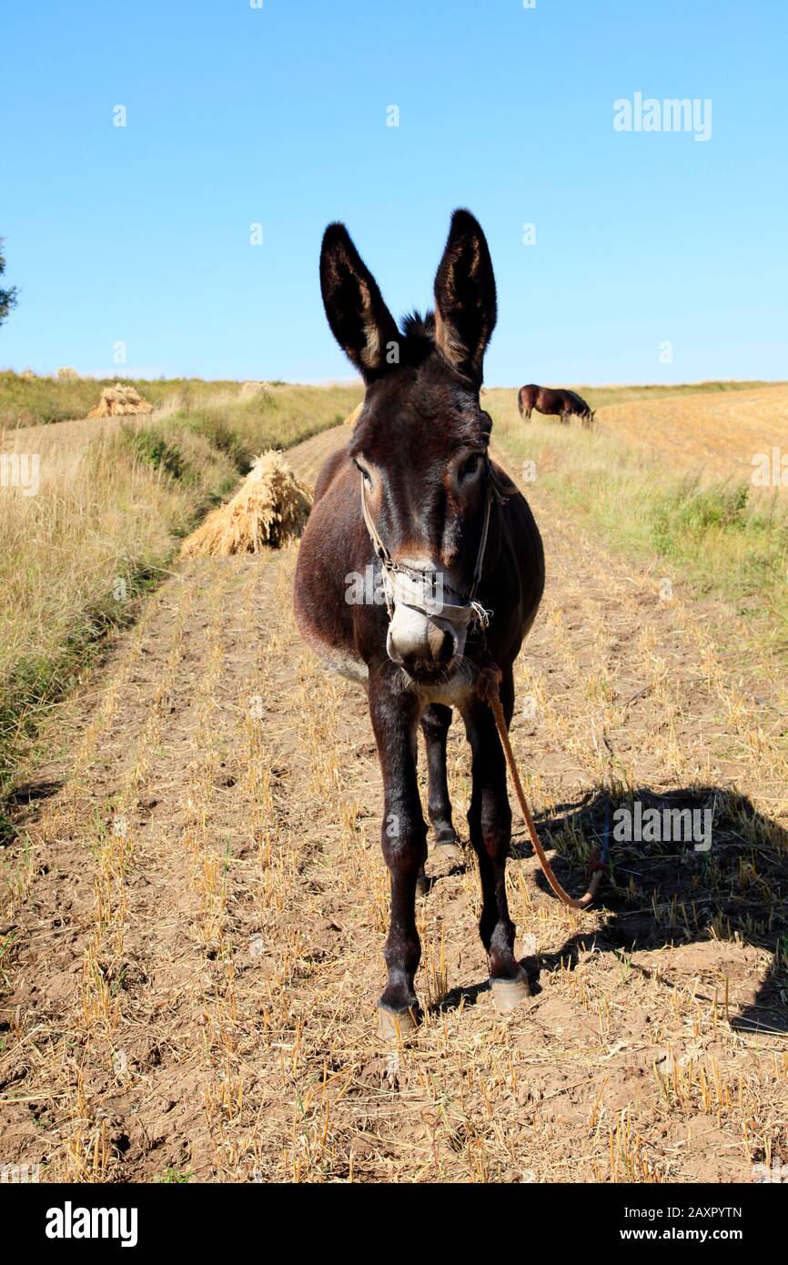 Autumn, a donkey was eating grass Stock Photo - Alamy