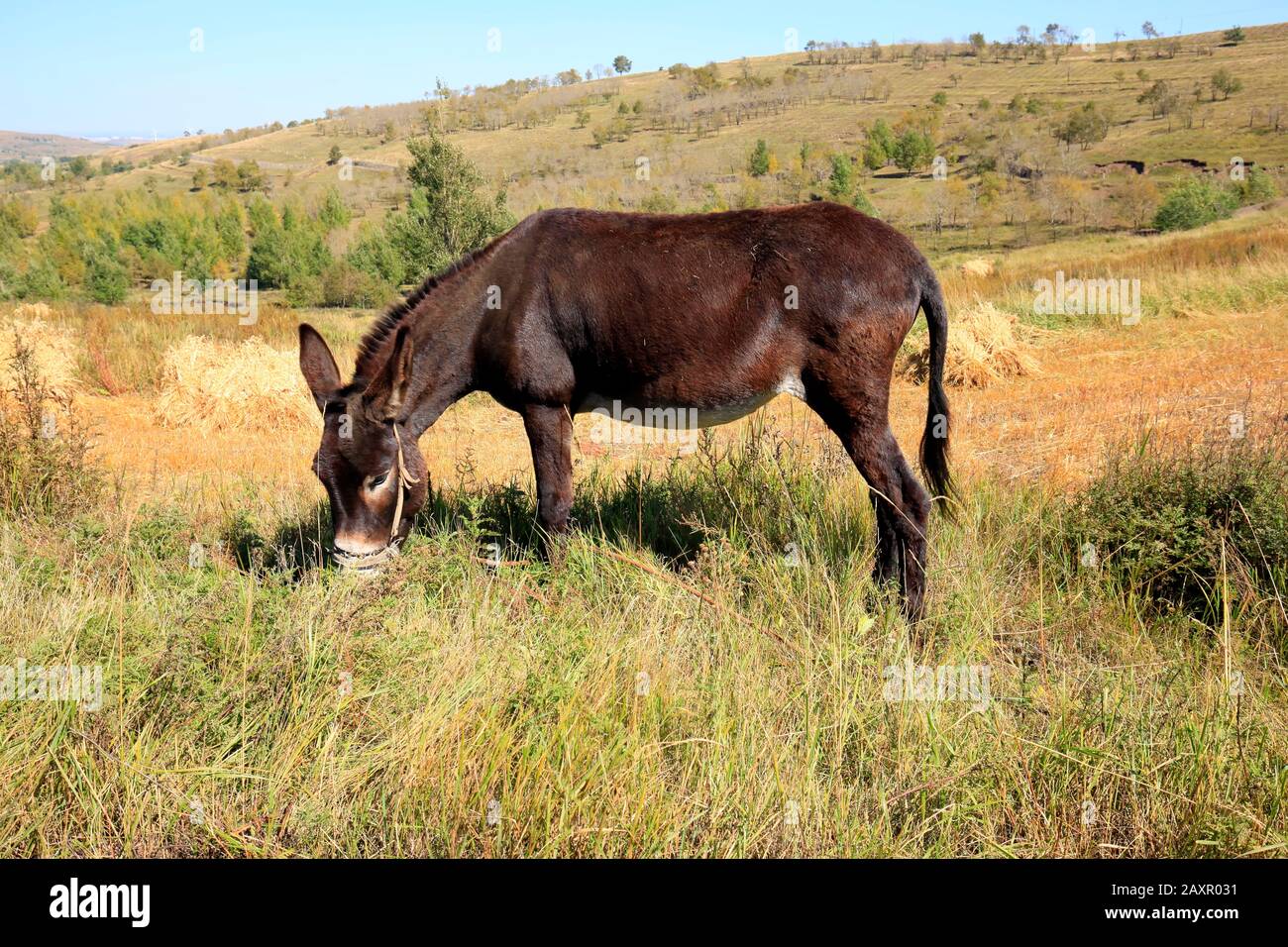 Autumn, a donkey was eating grass Stock Photo - Alamy