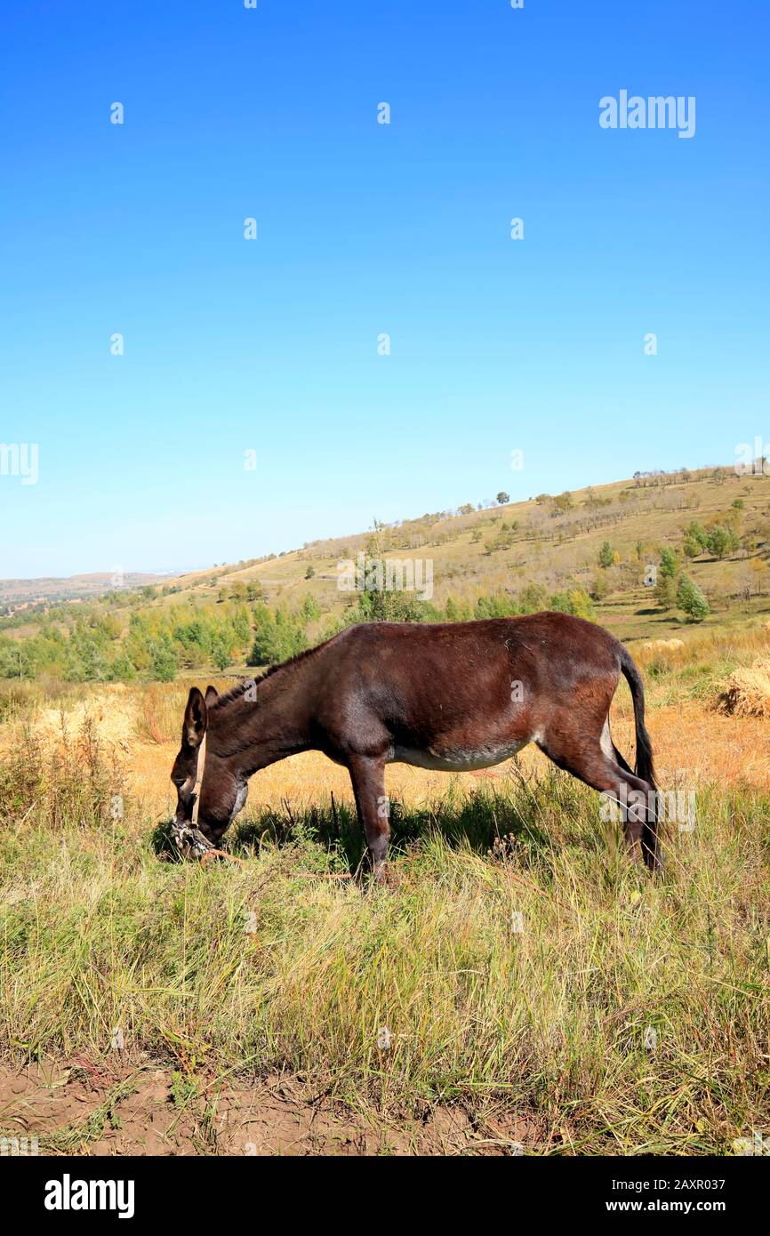 Autumn, a donkey was eating grass Stock Photo - Alamy