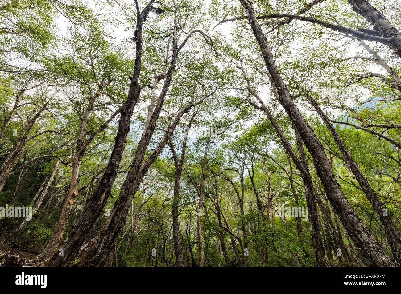 Tall canopy trees hires stock photography and images Alamy