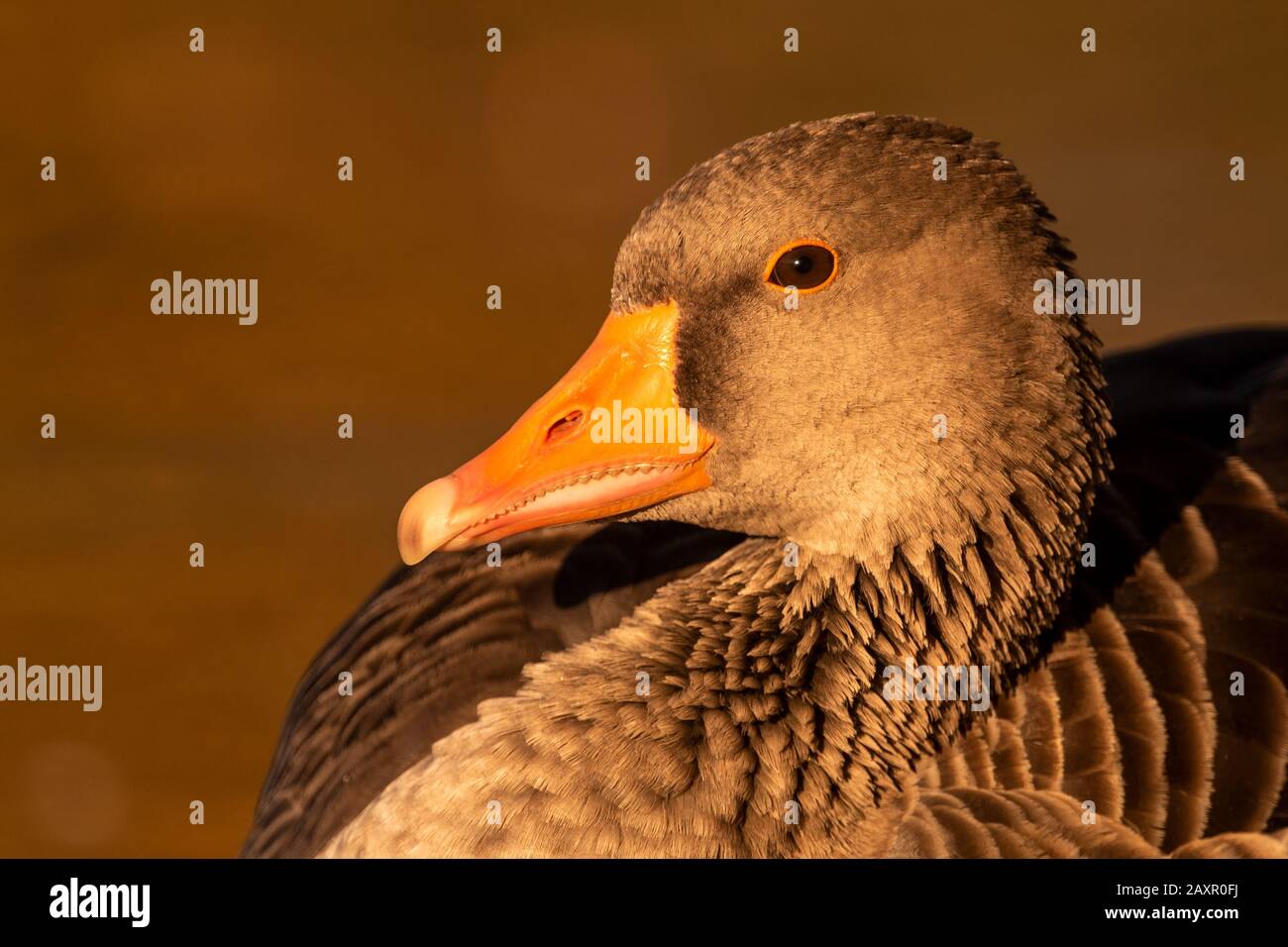 A greylag goose portrayed in the golden evening light Stock Photo