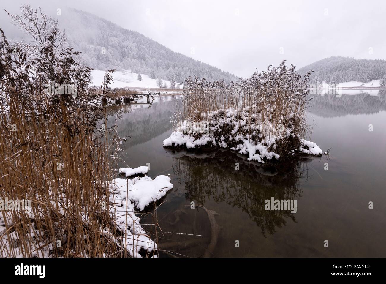 Reed island on wintry Geroldsee, also called Wagenbrüchsee Stock Photo