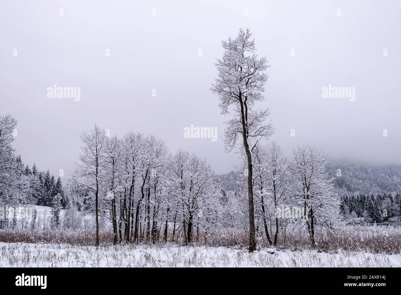 Hoar frost in the middle of a covered sky and blowing snow Stock Photo