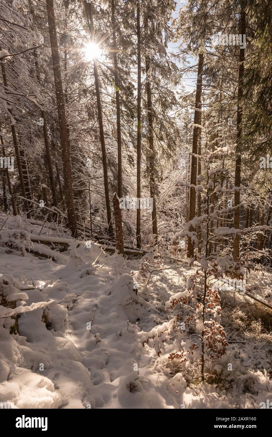 In the winter forest on the mountain slope, snow and a sun star in the background between the conifers Stock Photo