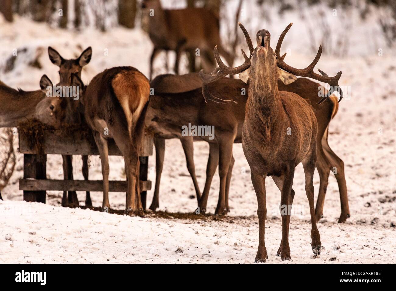 A red deer in snowy Karwendel mountains during a call to the grove Stock Photo