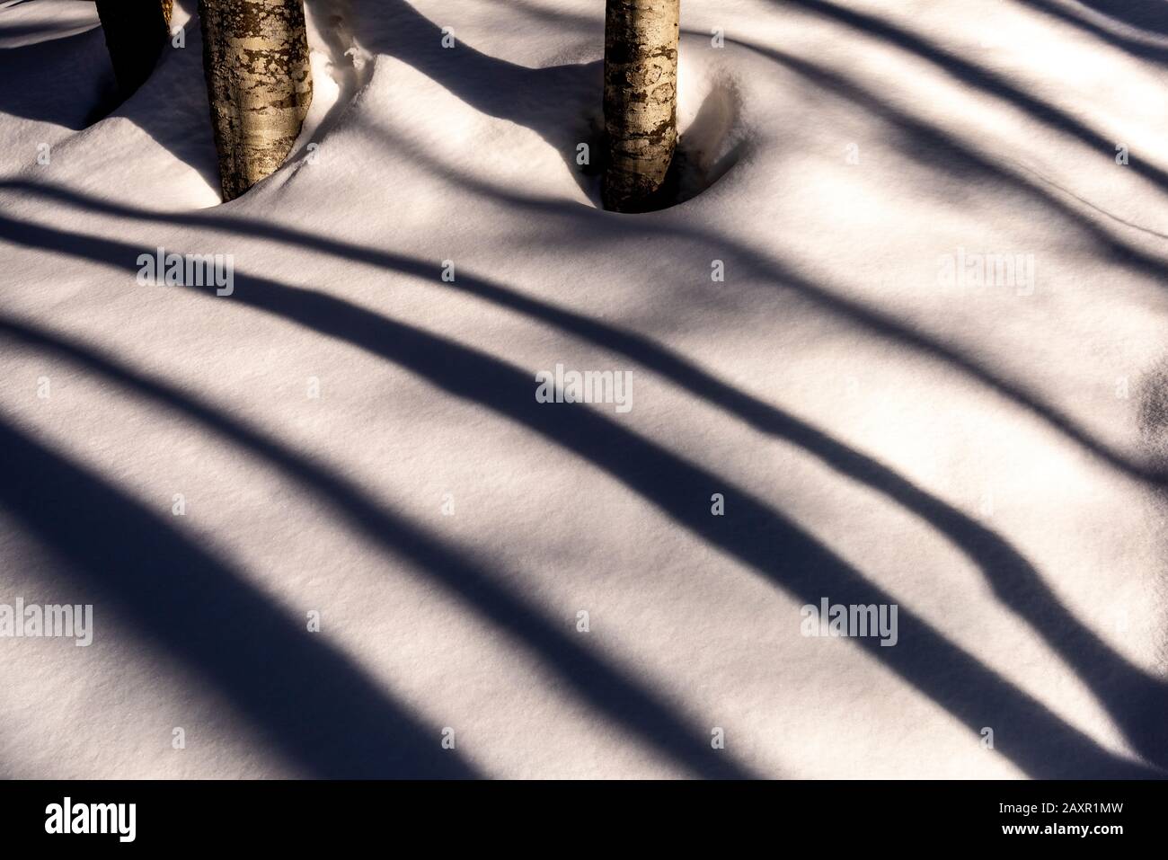 The shade of trees on snowy snow Stock Photo